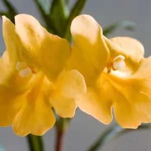Mimulus aurantiacus ssp. lompocensis