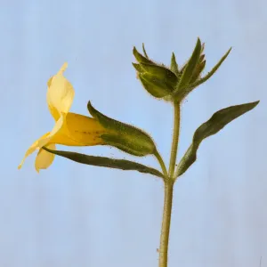 Mimulus brevipes