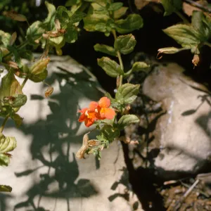 Mimulus cardinalis, natural habitat in rocky crevass