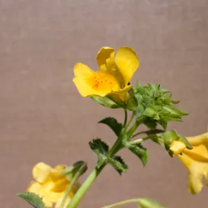 Mimulus guttatus