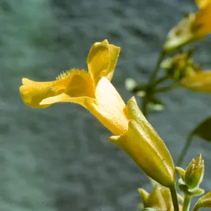 Mimulus guttatus