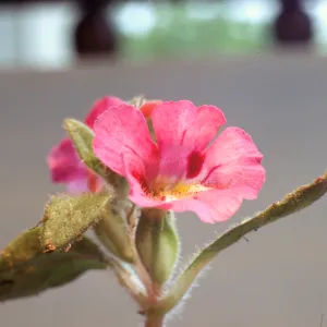 Mimulus johnstonii