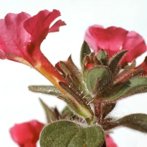 Mimulus johnstonii