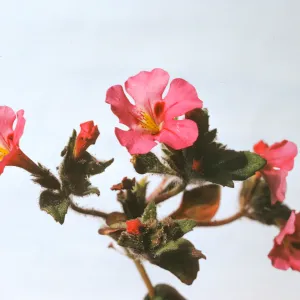 Mimulus johnstonii