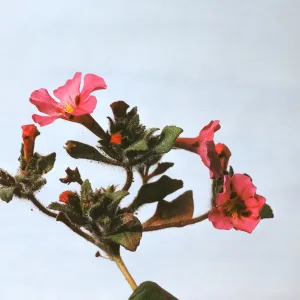 Mimulus johnstonii