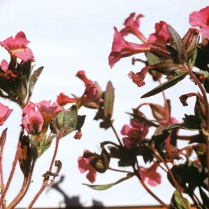Mimulus johnstonii