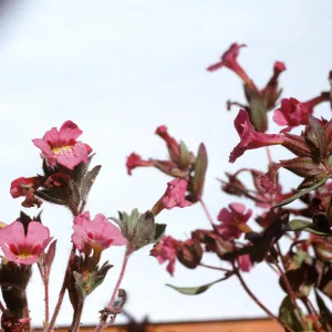 Mimulus johnstonii