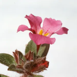 Mimulus johnstonii