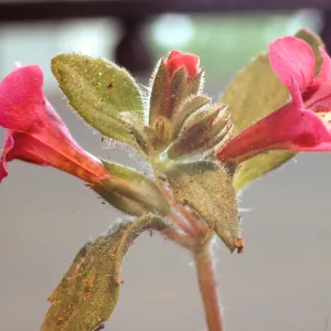 Mimulus johnstonii