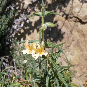 Mimulus longiflorus in natural habitat