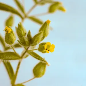Mimulus pilosus