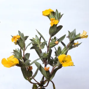 Mimulus subsecundus