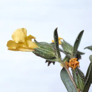 Mimulus subsecundus