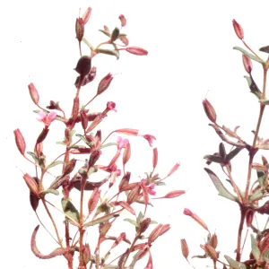 Mimulus suksdorfii