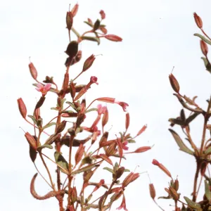 Mimulus suksdorfii 