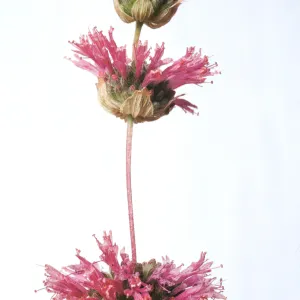 Monardella undulata