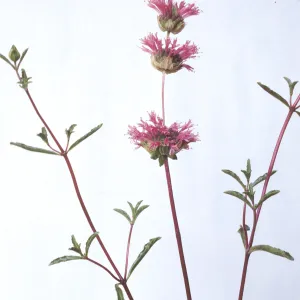 Monardella undulata