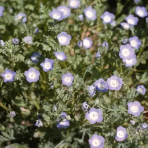Nemophila menziesii
