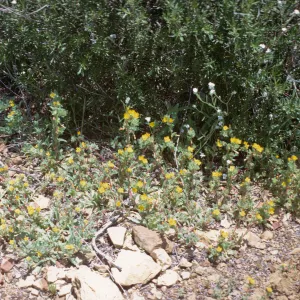 Oenothera micrantha