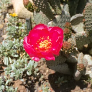 Opuntia basilaris