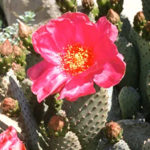 Opuntia basilaris