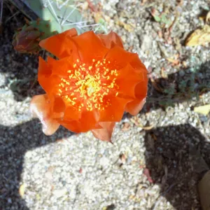 Opuntia vaseyi