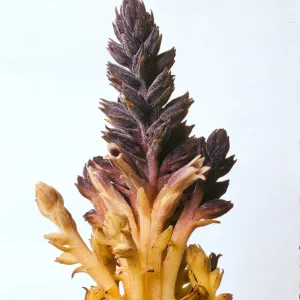 Orobanche bulbosa