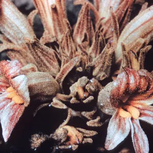 Orobanche grayana