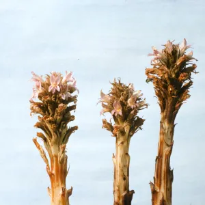 Orobanche grayana var. feudgei