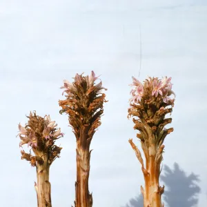 Orobanche grayana var. feudgei