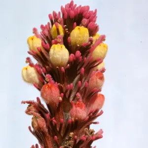 Orthocarpus purpurascens var. pallidus