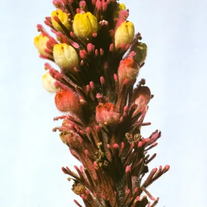 Orthocarpus purpurascens var. pallidus