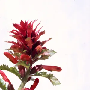 Pedicularis densiflora