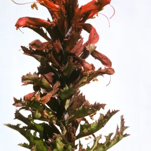 Pedicularis densiflora