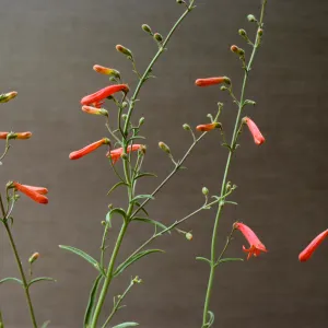Penstemon bridgesii