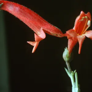 Penstemon bridgesii