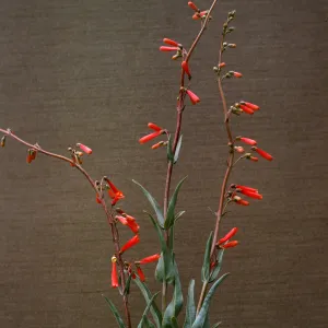 Penstemon centranthifolius