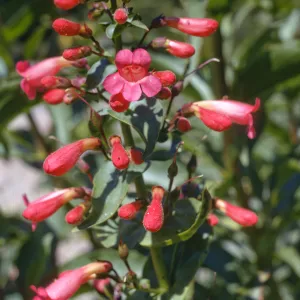Penstemon clevelandii