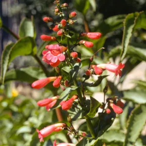 Penstemon clevelandii
