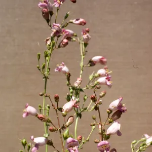 Penstemon grinnellii