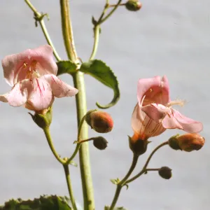 Penstemon grinnellii var. scrophularioides