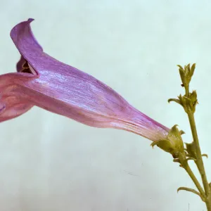 Penstemon heterophyllus