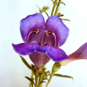 Penstemon heterophyllus