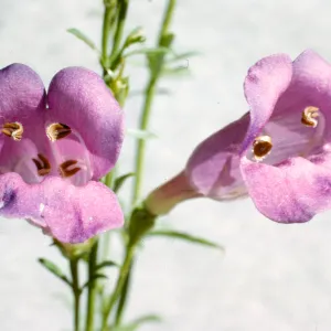 Penstemon heterophyllus