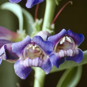 Penstemon speciosus