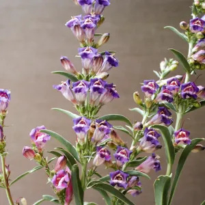 Penstemon speciosus