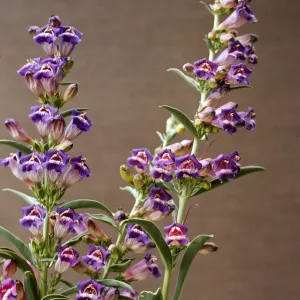 Penstemon speciosus