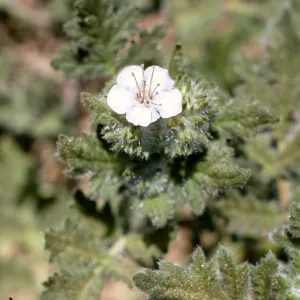 Phacelia cicutaria var. hispida