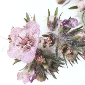 Phacelia cicutaria var. hispida