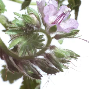 Phacelia distans